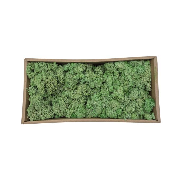FG ZAIN Natural Decorative Garden Moss – Preserved Green Moss for Terrariums, Floral Arrangements, and Home Décor