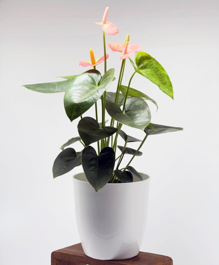 FG ZAIN Plastic White Colour Flower Plant Pot, Dimension:19 CM Diameter X 19 CM Height,