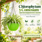 Chlorophytum Comosum (Spider Plant) in Hanging Pot 21.5
