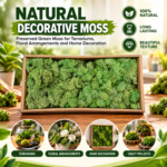FG ZAIN Natural Decorative Garden Moss – Preserved Green Moss