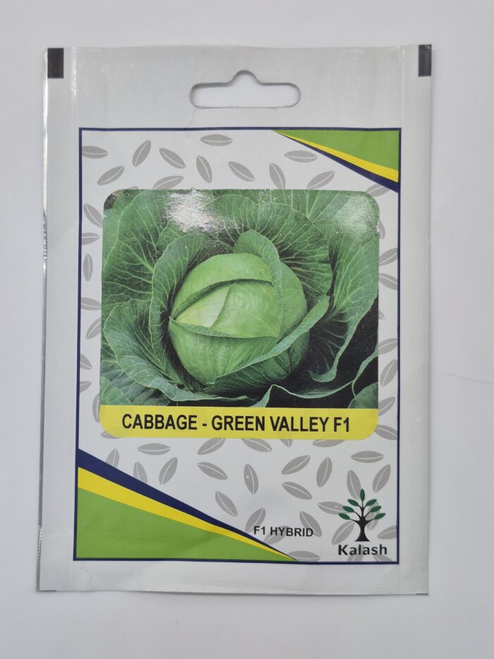 KALASH CABBAGE Seeds – GREEN VALLEY F1 Hybrid Cabbage Seeds | 50 Seeds