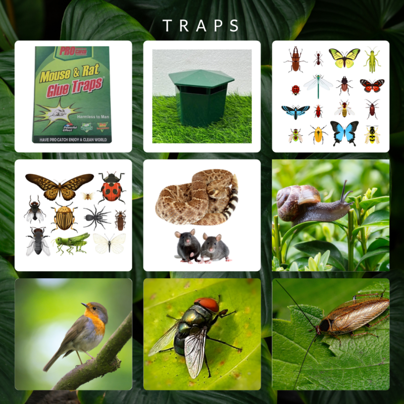 public health insects