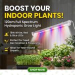INDOOR PLANTS