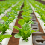hydroponic farm (1)