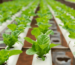 hydroponic farm (1)