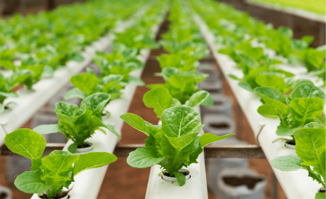 hydroponic farm (1)