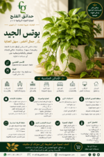 10. Jade Pothos ARABIC