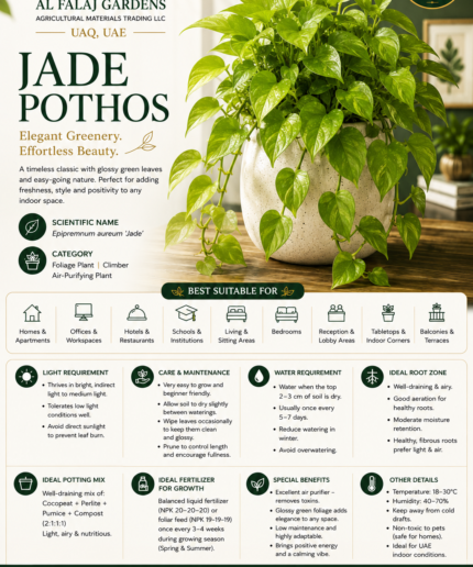10. Jade Pothos ENG
