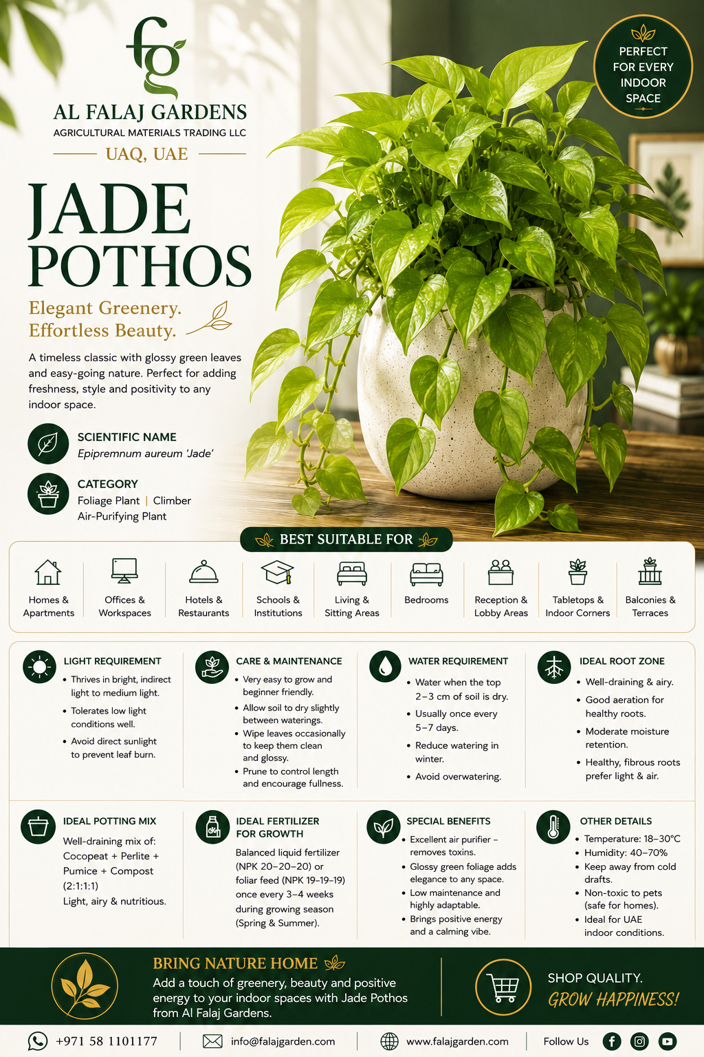 10. Jade Pothos ENG 10. Jade Pothos ENG