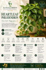 11. Heartleaf Philodendron ENG