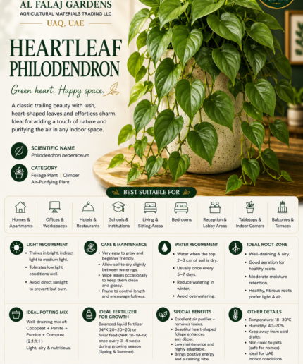 11. Heartleaf Philodendron ENG