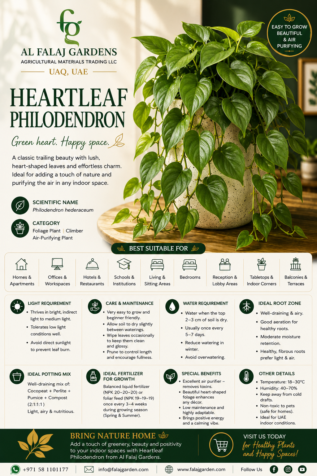 11. Heartleaf Philodendron ENG 11. Heartleaf Philodendron ENG