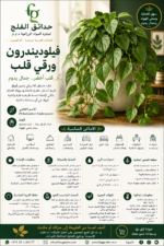 11. Heartleaf Philodendron ARABIC