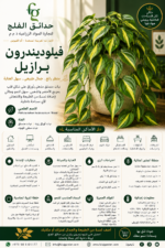 12. Philodendron Brasil ARABIC
