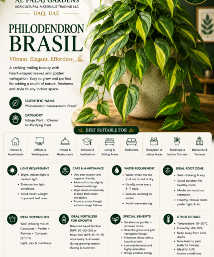 12. Philodendron Brasil ENG