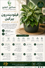 13. Philodendron Birkin ARABIC