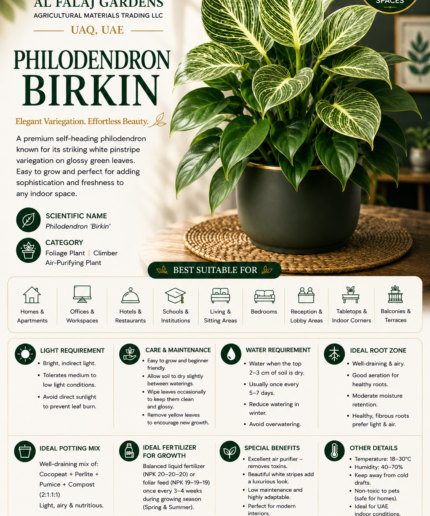 13. Philodendron Birkin ENG