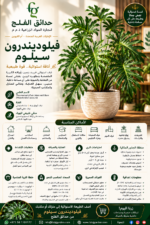 14.Philodendron Selloum ARABIC