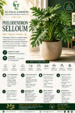 14.Philodendron Selloum ENG