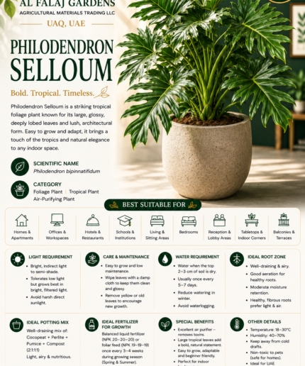 14.Philodendron Selloum ENG