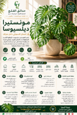 15. Monstera Deliciosa ARABIC