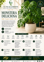 15.Monstera Deliciosa ENG