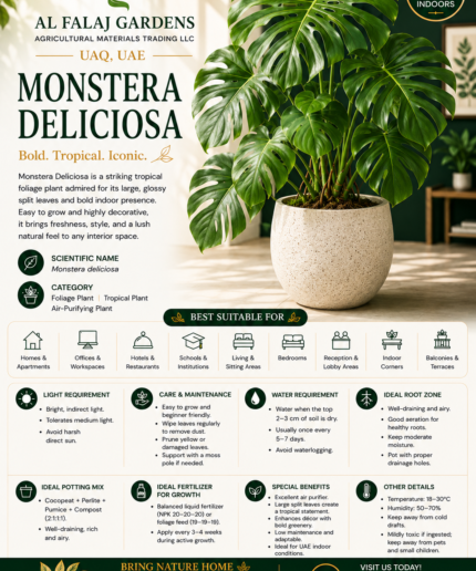 15.Monstera Deliciosa ENG
