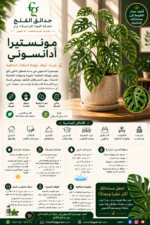 16. Monstera Adansonii ARABI