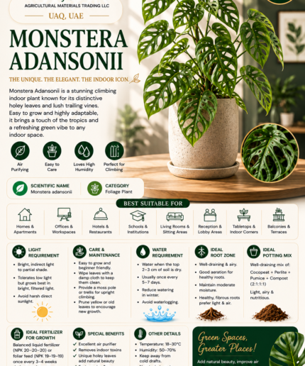 16. Monstera Adansonii ENG