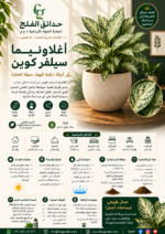 17. Aglaonema Silver Queen ARABIC