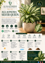 17. Aglaonema Silver Queen ENG