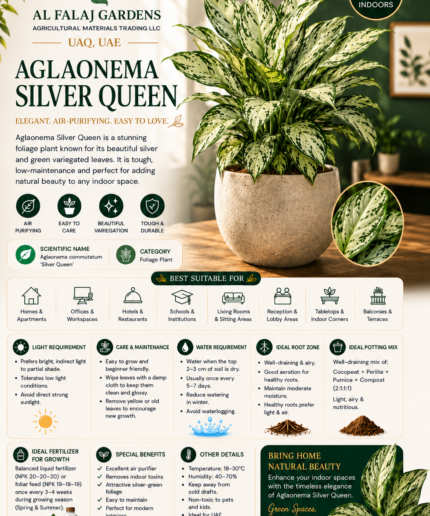 17. Aglaonema Silver Queen ENG