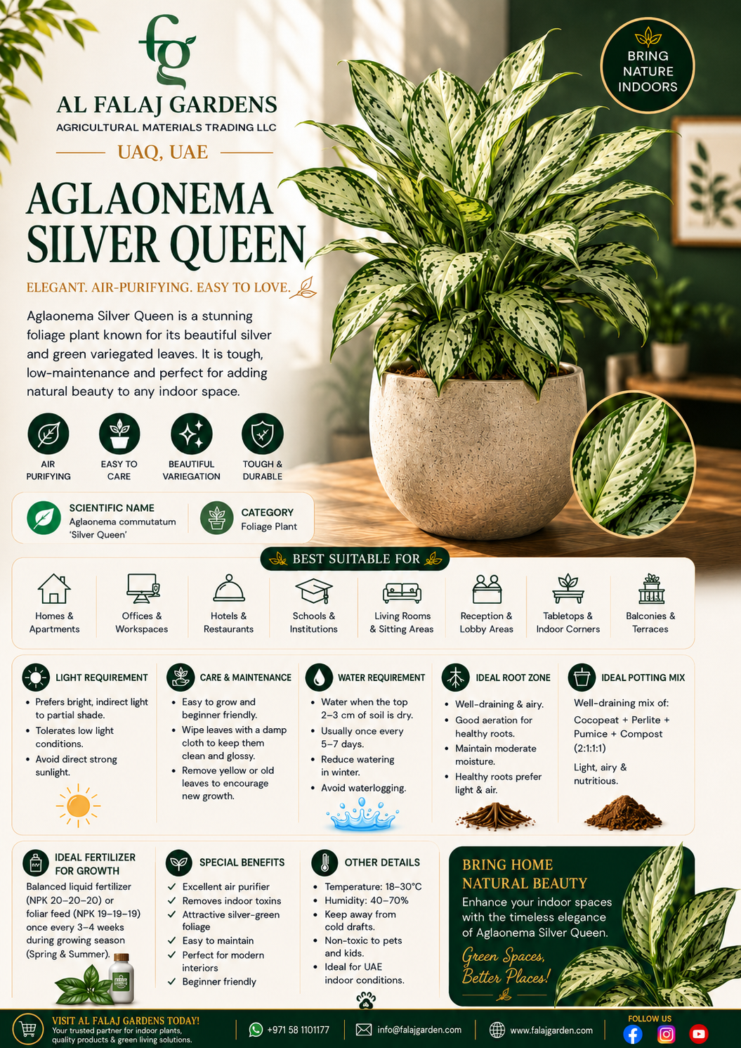 17. Aglaonema Silver Queen ENG 17. Aglaonema Silver Queen ENG