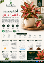 18.Aglaonema Red Pink ARABIC
