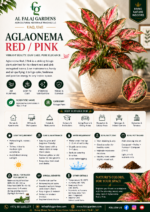 18.Aglaonema Red Pink ENG