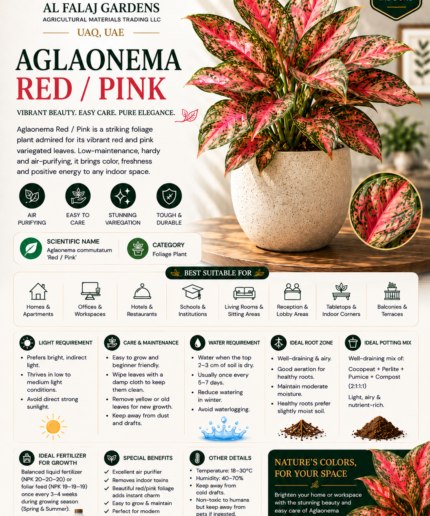 18.Aglaonema Red Pink ENG