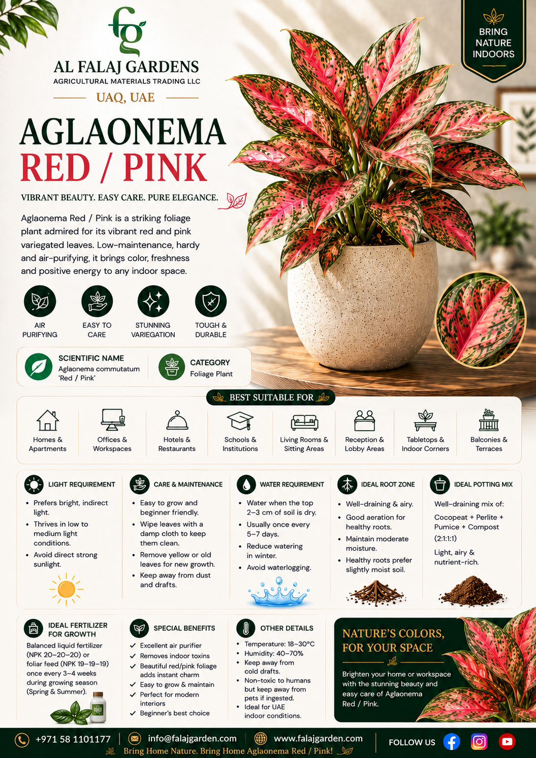 18.Aglaonema Red Pink ENG 18.Aglaonema Red Pink ENG