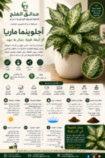 19. Aglaonema Maria ARABIC