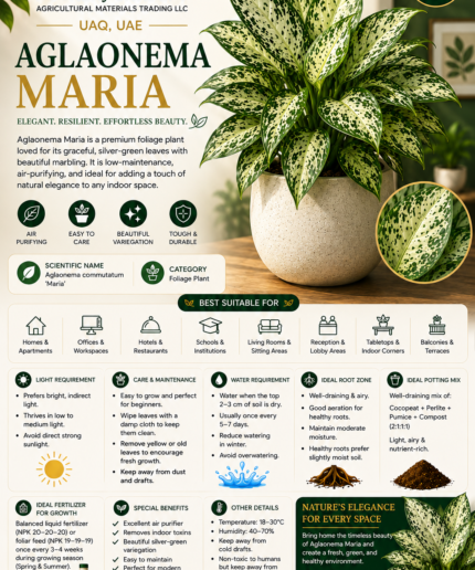 19. Aglaonema Maria ENG