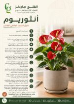 2. Anthurium-ARABIC