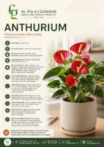 2. Anthurium-ENG