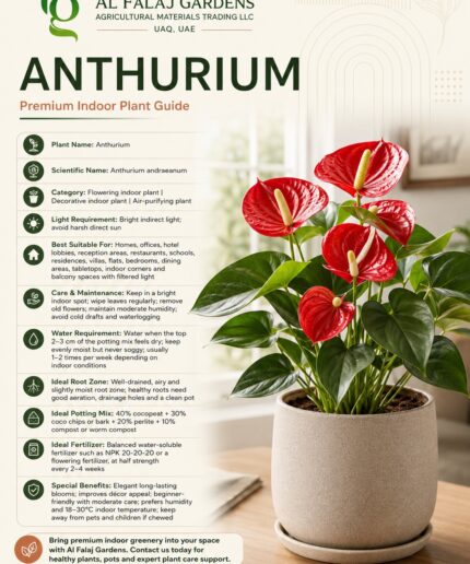 2. Anthurium-ENG