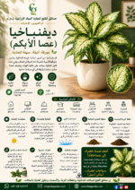 20. Dieffenbachia Dumb Cane ENG