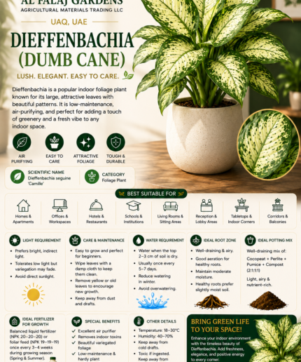 20. Dieffenbachia Dumb Cane ENG
