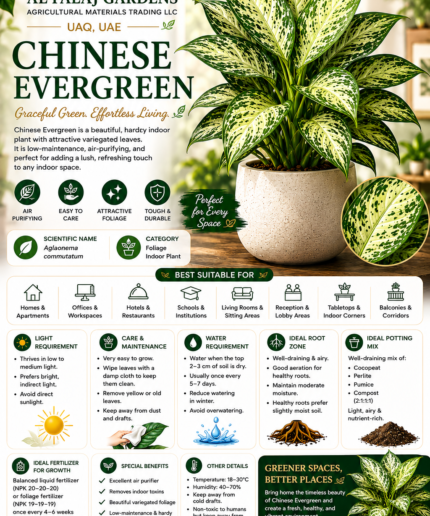 21. Chinese Evergreen ENG