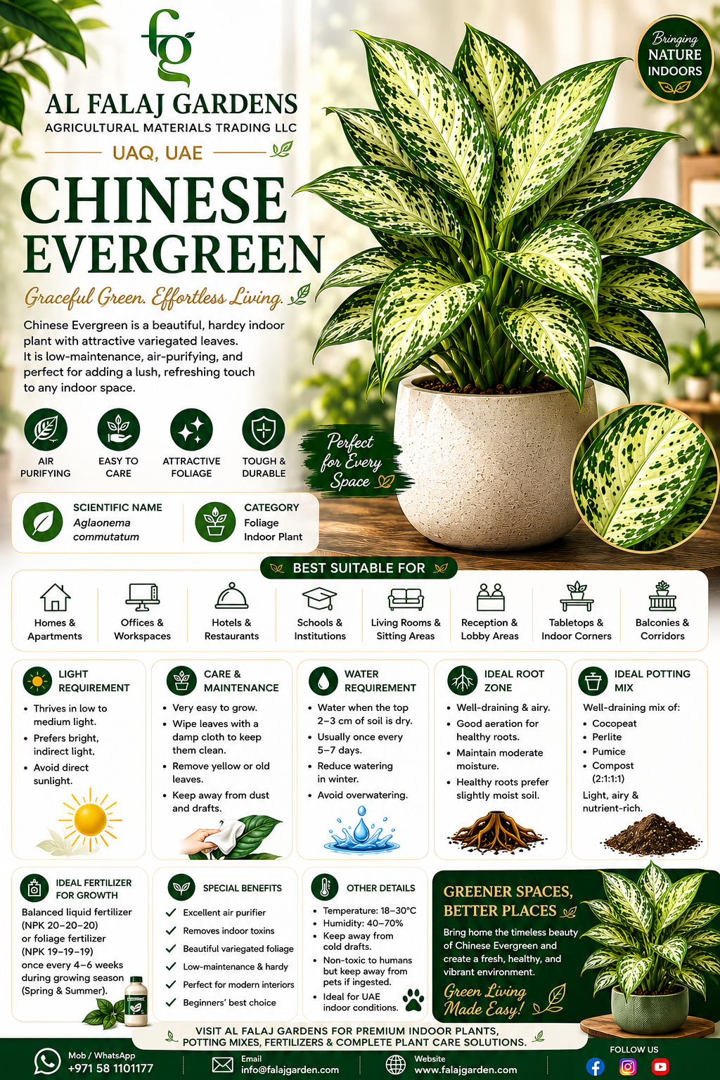 21. Chinese Evergreen ENG 21. Chinese Evergreen ENG