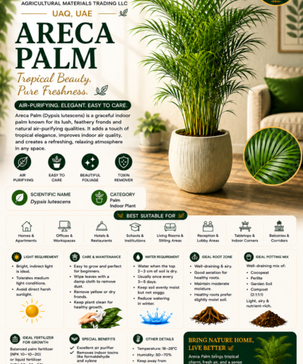 22. Areca Palm ENG
