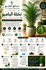 23. Bamboo Palm Parlor Palm ARABIC