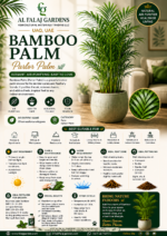 23. Bamboo Palm Parlor Palm ENG