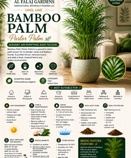 23. Bamboo Palm Parlor Palm ENG